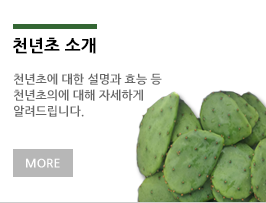 천년초소개